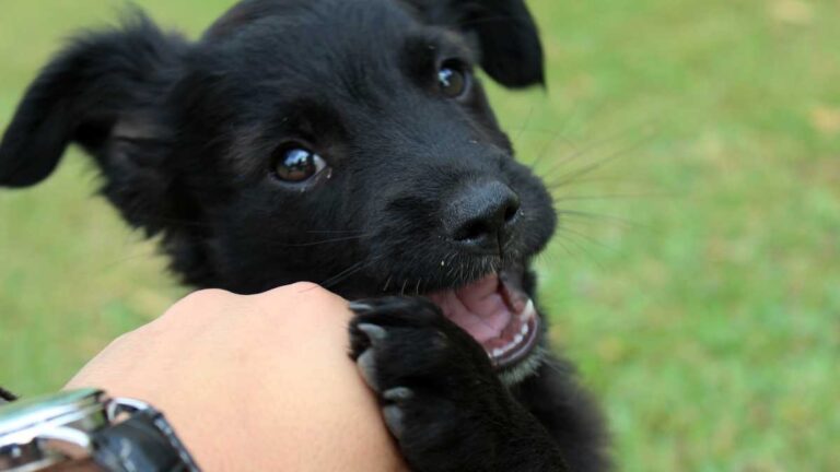 Melhores lugares em Petrópolis para passear com cachorro